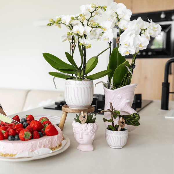 Fisch Topf – Rosa – Ø9cm – Keramik Übertopf in Fischform – Stilvoller Blumentopf für Zimmerpflanzen & Sukkulenten – Plant
