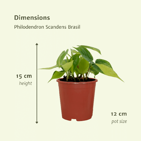 Baumfreund – Philodendron scandens Brasil – 4 Pflanzen – Ø12cm – Höhe ca. 15cm – Pflegeleichte Zimmerpflanzen – Rank – Plant
