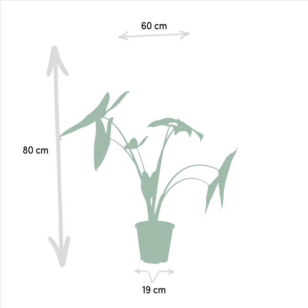 Alocasia Set Zebrina Ø19cm ↕75cm + Cucullata Ø19cm ↕60cm + Lauterbachiana Ø19cm ↕75cm – Tropische Zimmerpflanzen im 3er Set – Plant