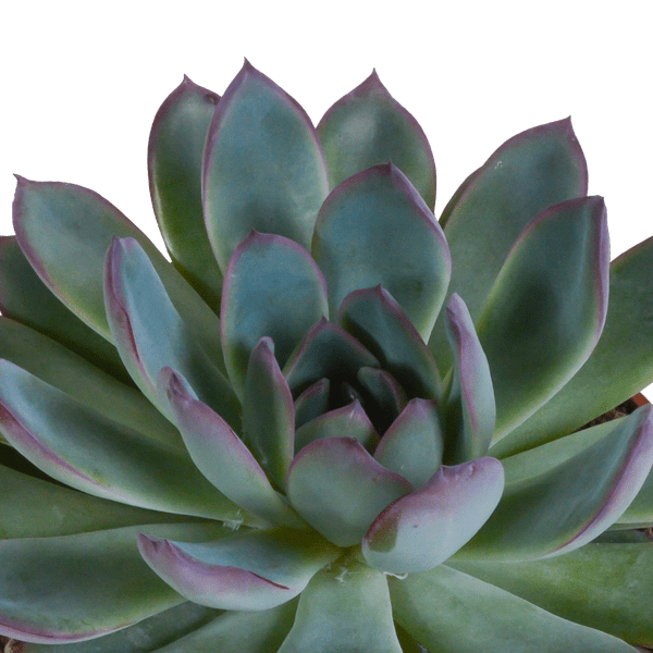 Echeveria Mix – Steinrose 3 Pflanzen – Ø10,5cm Zimmerpflanzen im Terrakotta – Topf – Verschiedene Sukkulenten im mediterranen Tontopf – Plant