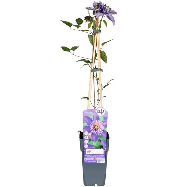 Waldrebe Clematis Multi Blue Kletterpflanze Ø15cm ↕65cm – winterharte Pflanze für Garten, Balkon, Terrasse, Kübel & Beet online kaufen – Plant