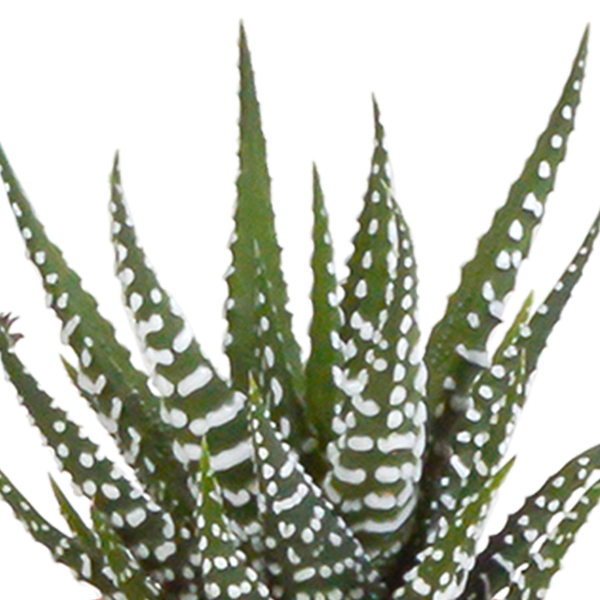 Sukkulenten & Kakteen Mix – 15 Pflanzen Ø5,5cm Zimmerpflanzen im weißen Glas – Verschiedene Mini – Sukkulenten & Kakteen – Plant