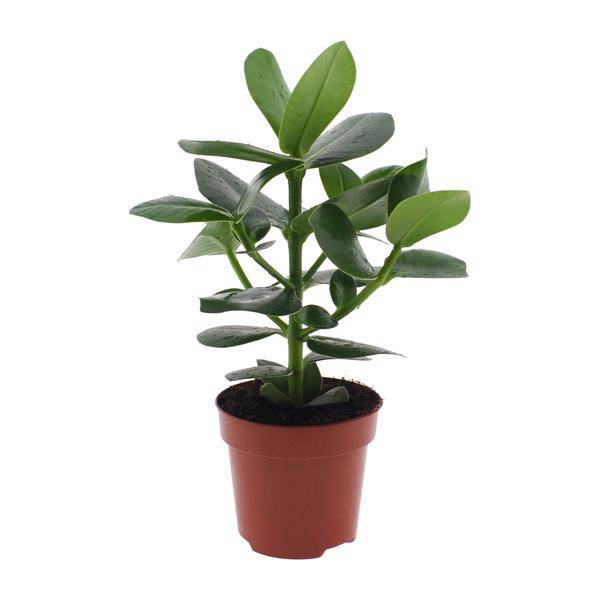 Clusia rosea Princess – Balsamapfel – Ø12cm – ↕15cm – Dekorative Zimmerpflanze mit glänzenden Blättern – Pflegeleicht & luftreinigend – Autogrammbaum – Plant