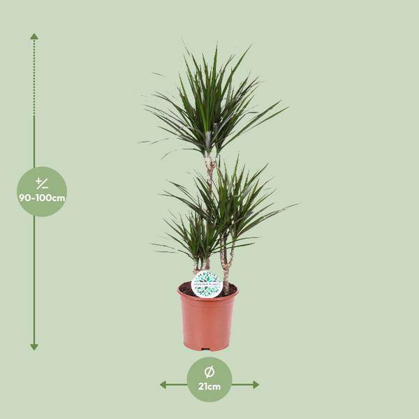 Drachenbaum Dracaena Marginata Zimmerpflanze Ø21cm ↕115cm – pflegeleichte Grünpflanze für Wohnzimmer, Büro & helle Standorte kaufen – Plant