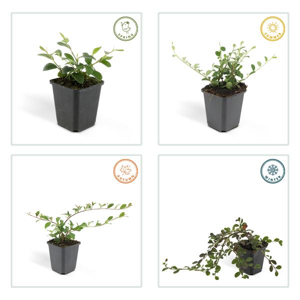 Cotoneaster dammeri – Teppich – Zwergmispel – Ø9cm – ↕10-25cm – Winterharter Bodendecker mit Blüten & Beeren – Plant