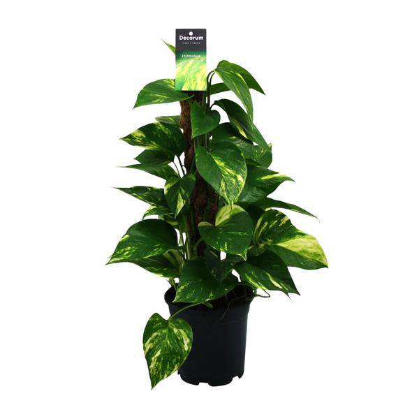 Efeutute Scindapsus Epipremnum – Ø15cm – ↕50cm – Pflegeleichte Rankpflanze & luftreinigende Zimmerpflanze – Plant