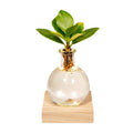 Clusia Hydroponie – Pflanze im Samoa Glas mit LED – Beleuchtung Zimmerpflanze Ø4cm – pflegeleichte Grünpflanze für Wohnzimmer, Büro & helle Standorte – Plant