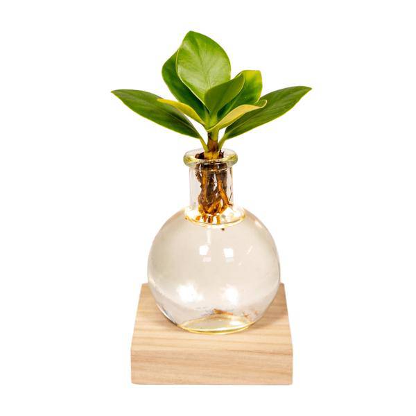 Clusia Hydroponie – Pflanze im Samoa Glas mit LED – Beleuchtung Zimmerpflanze Ø4cm – pflegeleichte Grünpflanze für Wohnzimmer, Büro & helle Standorte – Plant