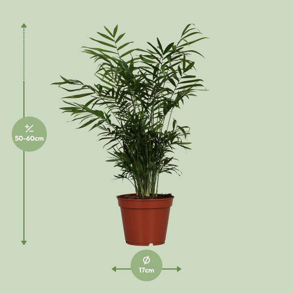 Mexikanische Bergpalme Chamaedorea elegans Zimmerpflanze Ø17cm ↕55cm – tropische Grünpflanze für Wohnzimmer, Büro & helle Standorte kaufen – Plant
