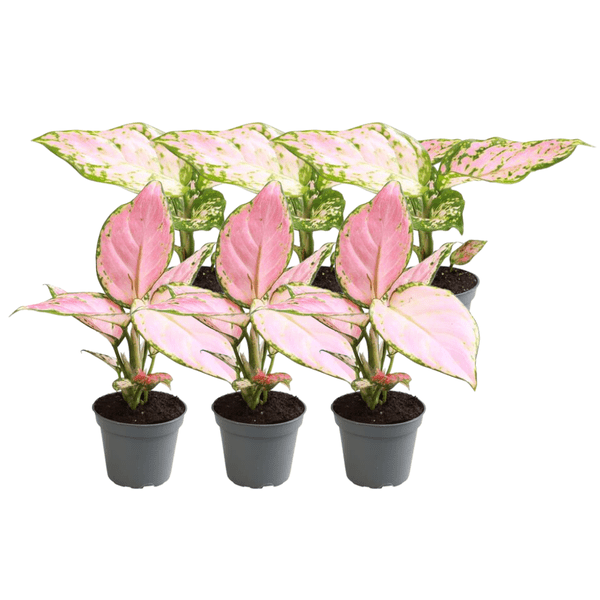 Kolbenfaden Aglaonema Mix – 6 Zimmerpflanzen – 3x Aglaonema Rote Valentine & 3x Aglaonema Roter Zirkon – Pflegeleicht & dekorativ – Plant