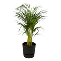 Areca Palme – Betelpalme – ca. 85cm Höhe – Zimmerpflanze luftreinigend – inkl. Schwarzem Blumentopf Ø24xH23 – Pflanztopfgröße Ø19cm – Plant