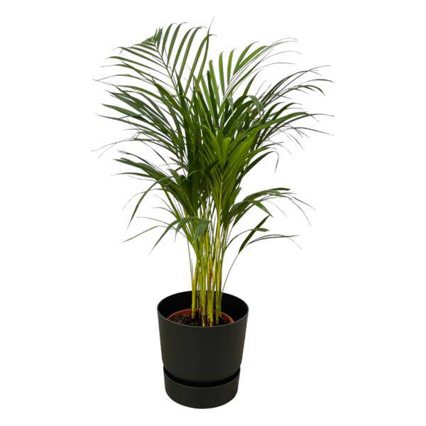 Areca Palme – Betelpalme – ca. 85cm Höhe – Zimmerpflanze luftreinigend – inkl. Schwarzem Blumentopf Ø24xH23 – Pflanztopfgröße Ø19cm – Plant
