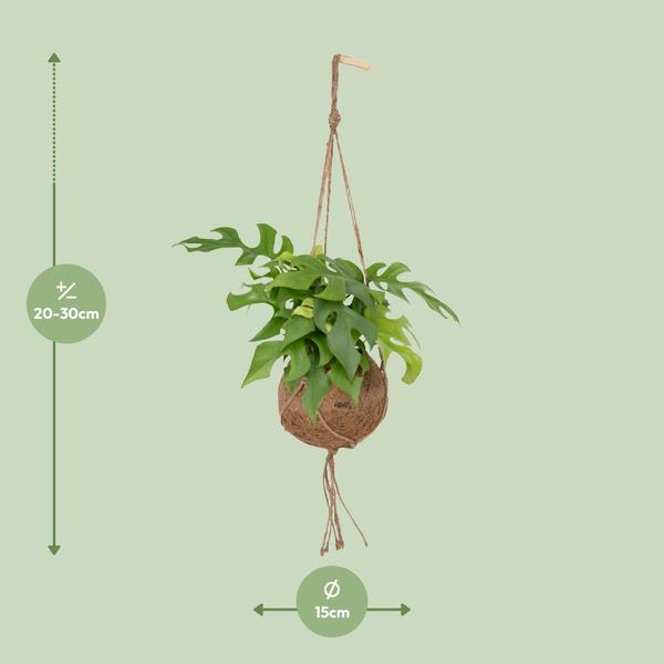 Lochpflanze Monstera Minima Zimmerpflanze Ø15cm ↕25cm – pflegeleichte Grünpflanze für Wohnzimmer, Büro & helle Standorte kaufen – Plant