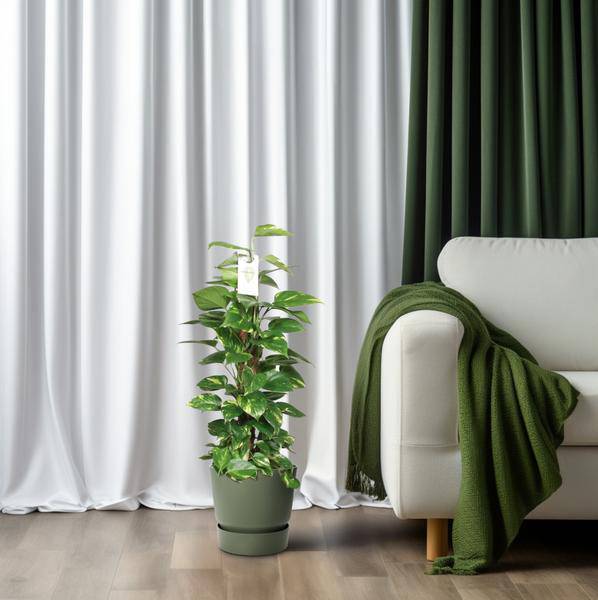 Efeutute Epipremnum Scindapsus Pinnatum – Goldene Efeutute am Moosstock – Ø19cm – ↕80cm – Luftreinigende Zimmerpflanze mit herzförmigen Blättern – Plant