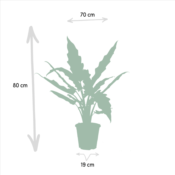 Alocasia Set – Cucullata & Lauterbachiana – Ø19cm Zimmerpflanzen – Exotische Grünpflanzen mit großen dekorativen Blättern – Plant