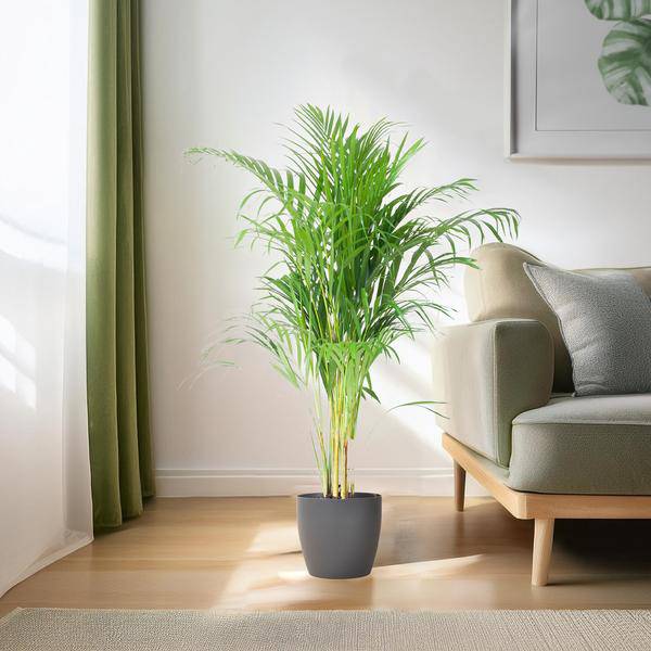 Areca – Palme Dypsis Goldfruchtpalme – Zimmerpflanze ↕100cm Ø21cm – Mit biologisch abbaubarem Viber – Topf Grau – Plant