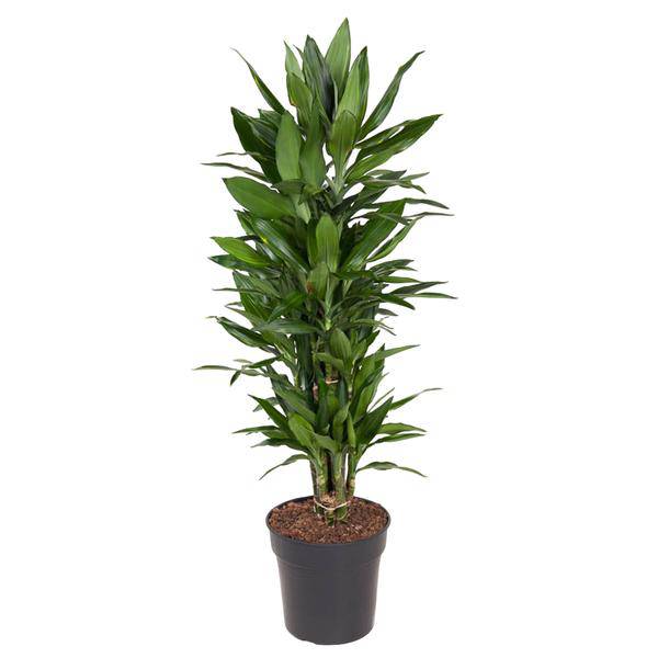 Drachenbaum – Dracaena Janet Lind 110cm – Ø27cm – Elegante Zimmerpflanze mit glänzend dunkelgrünen Blättern – Plant