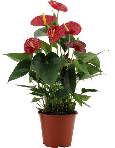 Flamingoblume – Anthurium Success Rot – Zimmerpflanze – Mit transparenter Hülle – Elegante Geschenkidee – Exotische Blüten – Plant