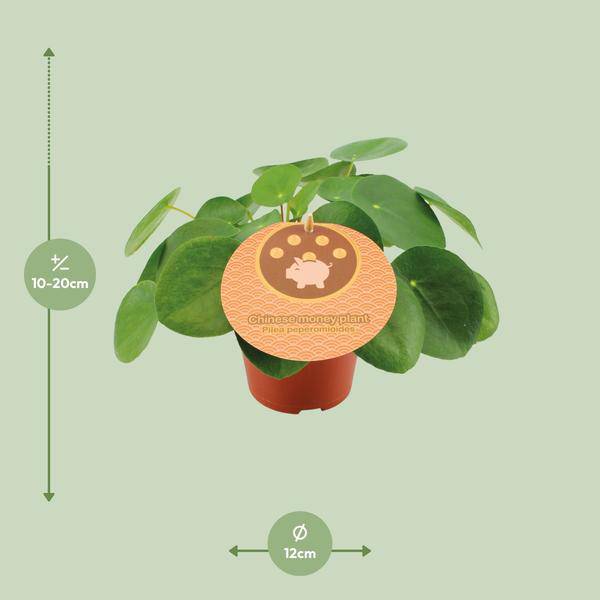 Pilea Peperomioides Chinesischer Geldbaum Zimmerpflanze Ø12cm ↕20cm – pflegeleichte Grünpflanze für Wohnzimmer, Büro & helle Standorte kaufen – Plant