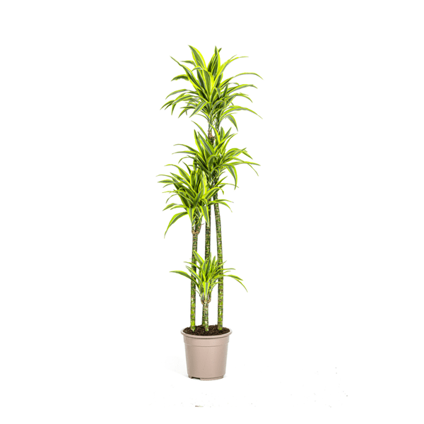 Drachenbaum Dracaena Deremensis Lemon Lime Zimmerpflanze Ø27cm ↕180cm – pflegeleichte Grünpflanze für Wohnzimmer, Büro & helle Standorte kaufen – Plant