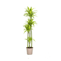 Drachenbaum Dracaena Deremensis Lemon Lime Zimmerpflanze Ø27cm ↕180cm – pflegeleichte Grünpflanze für Wohnzimmer, Büro & helle Standorte kaufen – Plant