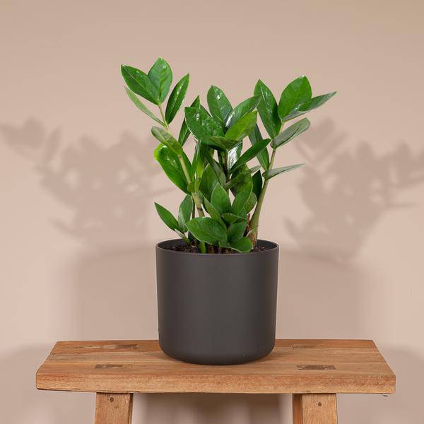 Glücksfeder Zamioculcas – Pflegeleichte Zimmerpflanze – Höhe ca. 35cm – Ø12cm – Immergrün & robust – Für Büro & Wohnung – Plant