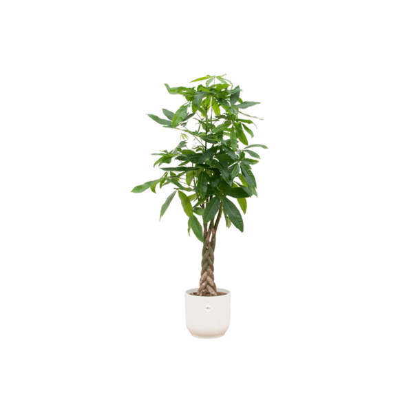 Glückskastanie – Pachira Aquatica – Zimmerpflanze – 150cm hoch – Ø30cm inkl. Vibes Fold Topf Weiß – Exotische Grünpflanze mit geflochtenem Stamm – Plant