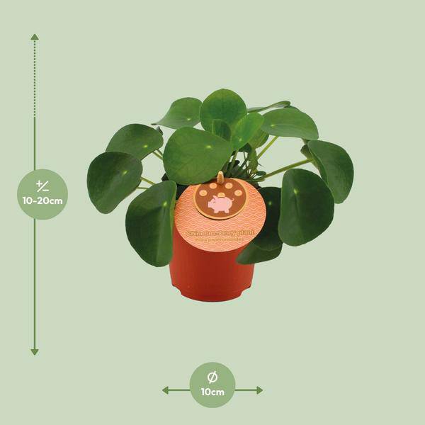 Pilea Peperomioides – Chinesischer Geldbaum – Ø11cm – ↕15cm – Zimmerpflanze mit runden Blättern – Pflegeleicht & dekorativ – Glücks – Plant