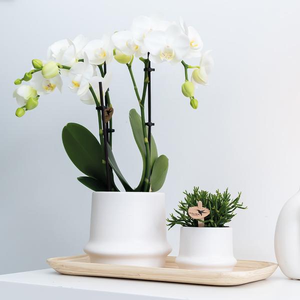 Ovales Tablett aus Bambus – 30cm – Natur – Deko für Pflanzen & Wohnaccessoires – Handlich & stilvoll – Ideal für Blumentöpfe & Pflanzensets – Plant