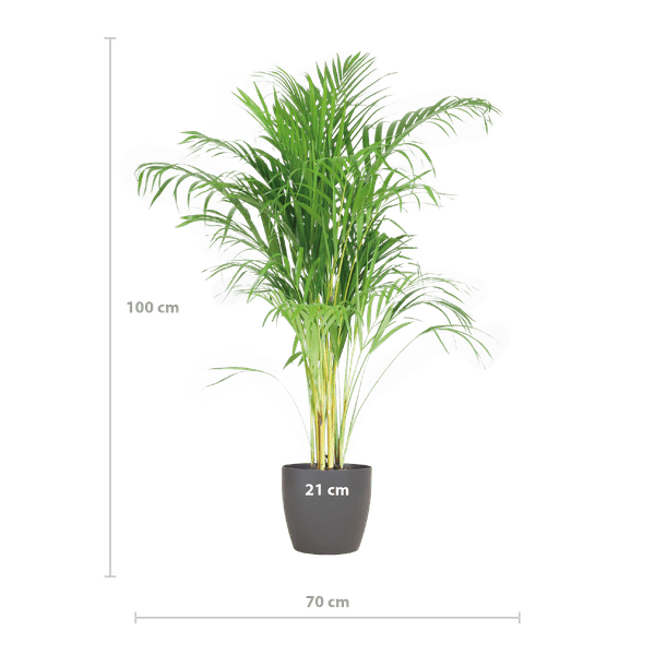 Areca – Palme Dypsis Goldfruchtpalme – Zimmerpflanze ↕100cm Ø21cm – Mit biologisch abbaubarem Viber – Topf Grau – Plant