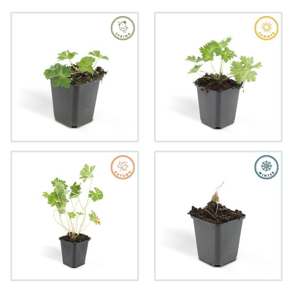 Geranium Rozanne – Storchschnabel – Ø9cm – ↕10-25cm – Lila Blüten, Bodendecker – Plant