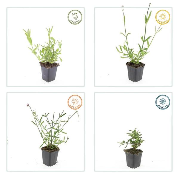 Verbena bonariensis – Patagonisches Eisenkraut – Lila Blüten – Schmetterlings – & Bienenfreundlich – Pflegeleicht & Winterhart – Plant