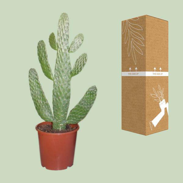 Feigenkaktus Opuntia Consolea – Zimmerpflanze Ø17cm ↕55cm – dekorativer pflegeleichter Kaktus für Wohnzimmer Büro Balkon – Plant