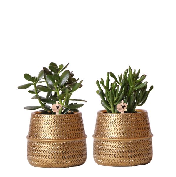 Sukkulenten 2er – Set in goldenen Rillen – Keramiktöpfen – Ø9cm – Pflegeleichte Crassula Ovata & Crassula Hobbit – Zimmerpflanzen für Zuhause & Büro – Plant