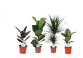 Grüner Mix Lopez – 4 Zimmerpflanzen – Ø17cm – Höhe 55-75cm – Pflegeleichte Pflanzen im Set – Raumbegrünung für Zuhause & Büro – Plant