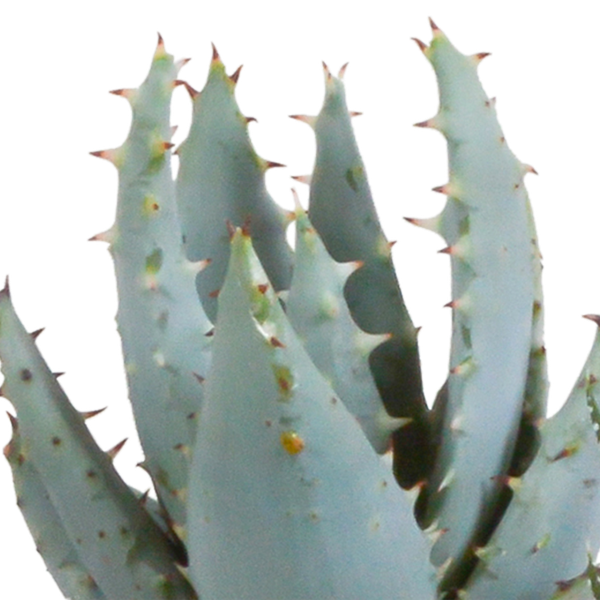 Sukkulenten Mix Gasteria & Haworthia – Ø8,5cm Zimmerpflanzen im Terrakotta – Topf – Verschiedene Mini – Sukkulenten – Plant