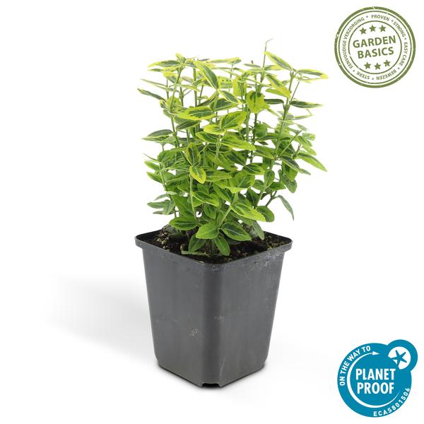 Spindelstrauch Euonymus fortunei 'Emerald 'n Gold' – ↕10-25cm – Ø9cm – Immergrün, gelb – grünes Laub – Hecke, Beet & Solitär – Plant