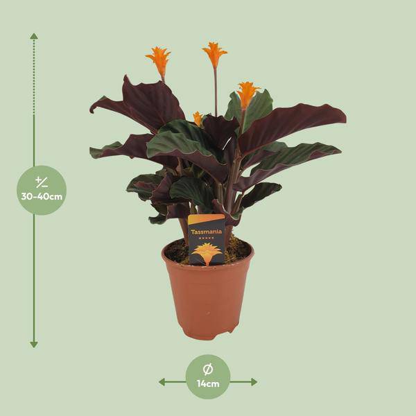 Safran – Korbmarante – Calathea Crocata – Ø14cm – ca. 40cm hoch – Exotische Zimmerpflanze mit auffälligem Blattmuster – Plant