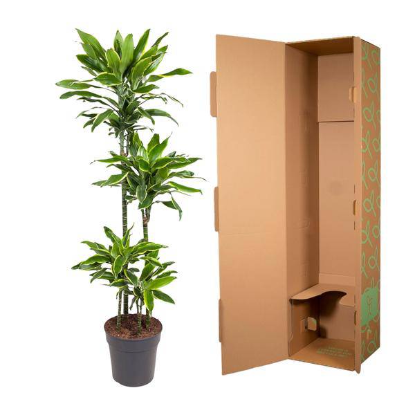 Drachenbaum Zimmerpflanze Ø27cm ↕140cm – pflegeleichte Grünpflanze für Wohnzimmer, Büro & helle Standorte kaufen – Plant