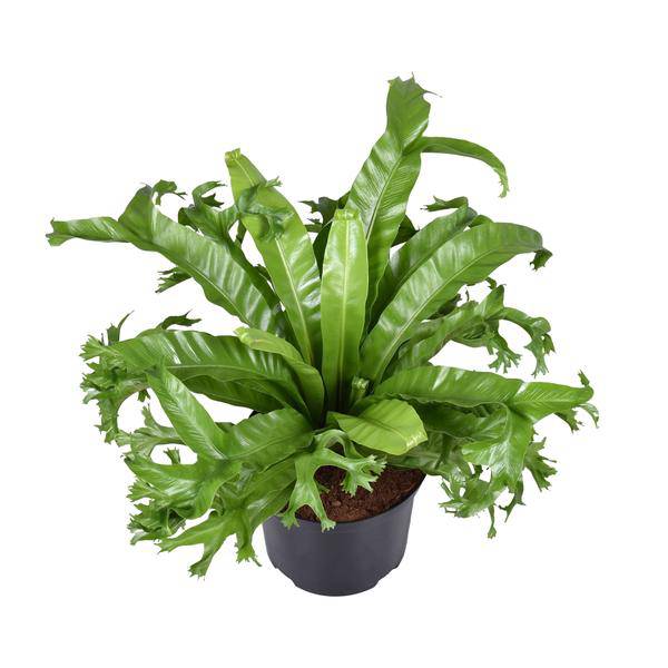 Nestfarn Asplenium nidus Crissie Zimmerpflanze Ø23cm ↕55cm – pflegeleichte Grünpflanze für Wohnzimmer, Büro & helle Standorte kaufen – Plant