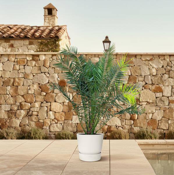 Phönix Canariensis Zimmerpflanze Ø50cm ↕300cm – tropische Grünpflanze für Wohnzimmer, Büro & helle Standorte kaufen – Plant