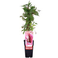 Wilder Wein Parthenocissus quinquefolia ‘Engelmannii’ Kletterpflanze Ø15cm ↕65cm – winterharte Pflanze für Garten, Balkon, Terrasse, Kübel & Beet – Plant