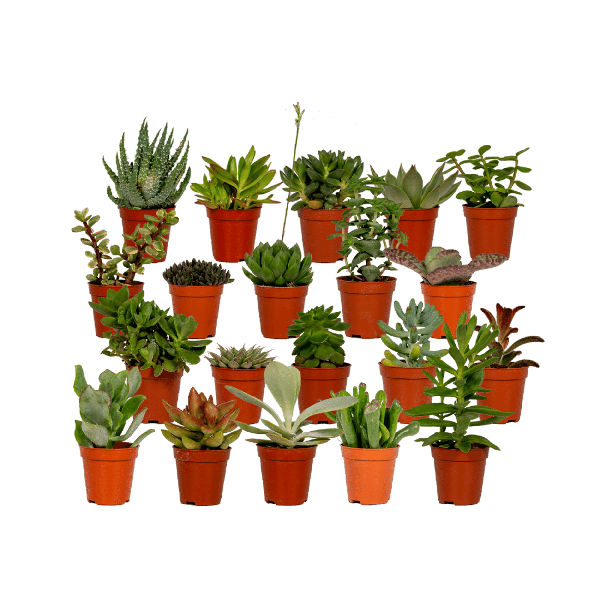 Sukkulenten Mix – Verschiedene Arten – Aloe Vera, Echeveria, Kalanchoe, Sedum – Zimmerpflanzen im Topf – Ø5,5cm – ↕7cm – Plant