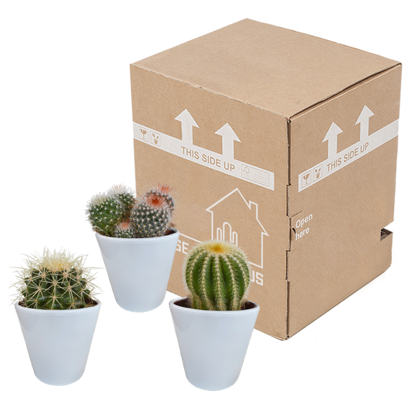 Kakteen Mix 3 Pflanzen Ø8,5cm – pflegeleichtes Pflanzen Set für Urban Jungle, Fensterbank, Wohnzimmer & Büro – Plant