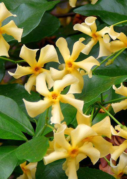 Sternjasmin Trachelospermum 'Star of Toskana' – Gelb – Immergrüne Kletterpflanze – ca. 65cm Höhe – Duftender mediterraner Jasmin für Terrasse & Balkon – Plant