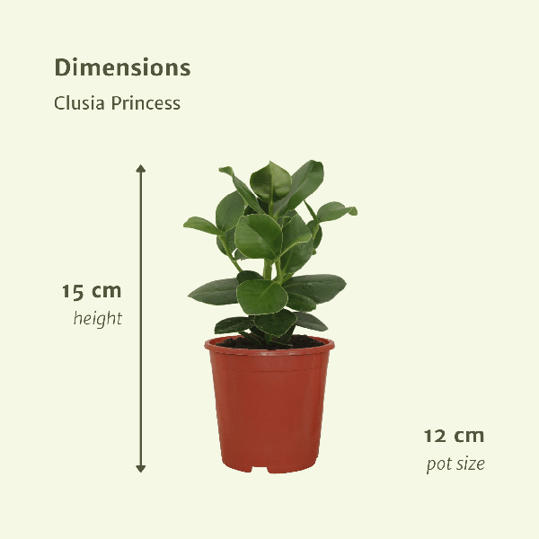 Signaturbaum Clusia Princess Zimmerpflanze Ø12cm ↕15cm – pflegeleichte Grünpflanze für Wohnzimmer, Büro & helle Standorte kaufen – Plant