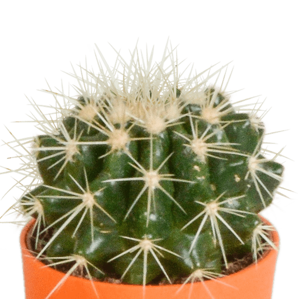 Kakteen Mix – 5 Pflanzen – Ø5,5cm Zimmerpflanzen im farbigen Kunststofftopf – Verschiedene Mini – Kakteen – Plant