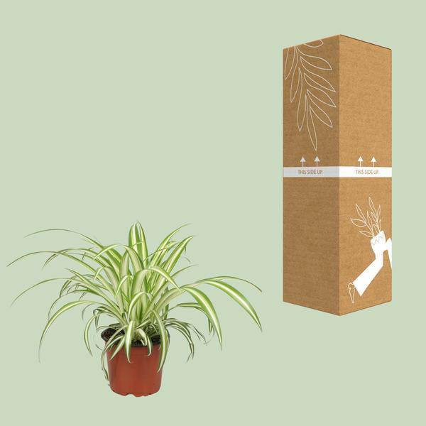 Grünlilie Chlorophytum – Zimmerpflanze – Ø12cm – ↕25cm – Spider – Pflanze – Pflegeleicht – Halbschatten – Luftreinigend – Plant