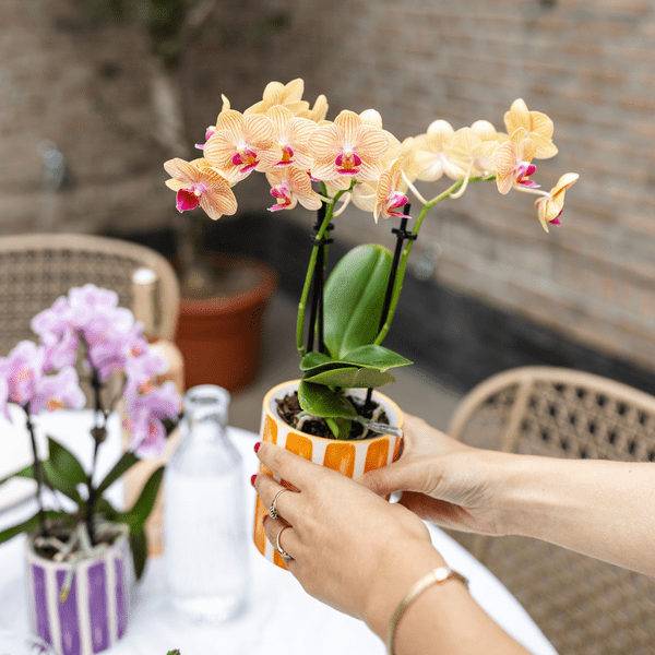 Dekotopf Keramik – Blumentopf Bemalter Streifen Orange – Ø9cm – Modernes Pflanzgefäß für Zimmerpflanzen & Deko – Plant