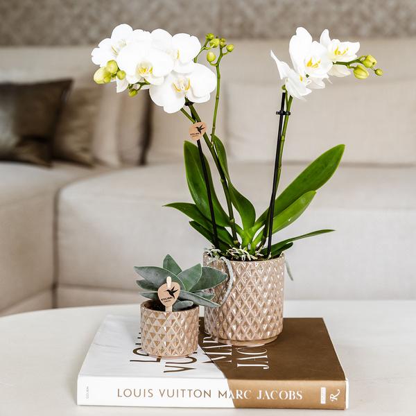 Diamant Perle Dekotopf – Sand – Ø9cm – Blumentopf in Steinoptik – Eleganter Dekotopf für Zimmerpflanzen, Sukkulenten & Kakteen – Plant